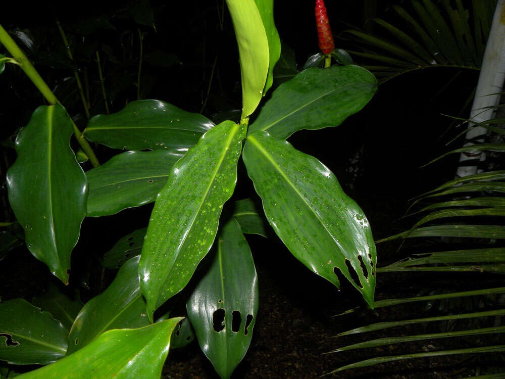 Image of Costus wilsonii Maas