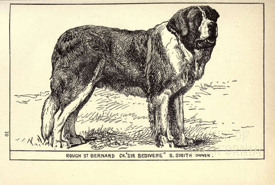 Plancia ëd Canis lupus familiaris Linnaeus 1758