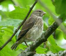 Image of Emberiza Linnaeus 1758