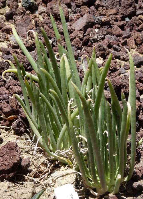 Image of Dudleya