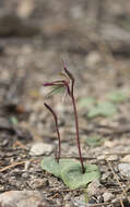 Image of Gnat orchids