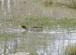 Image of Yellow-billed Duck