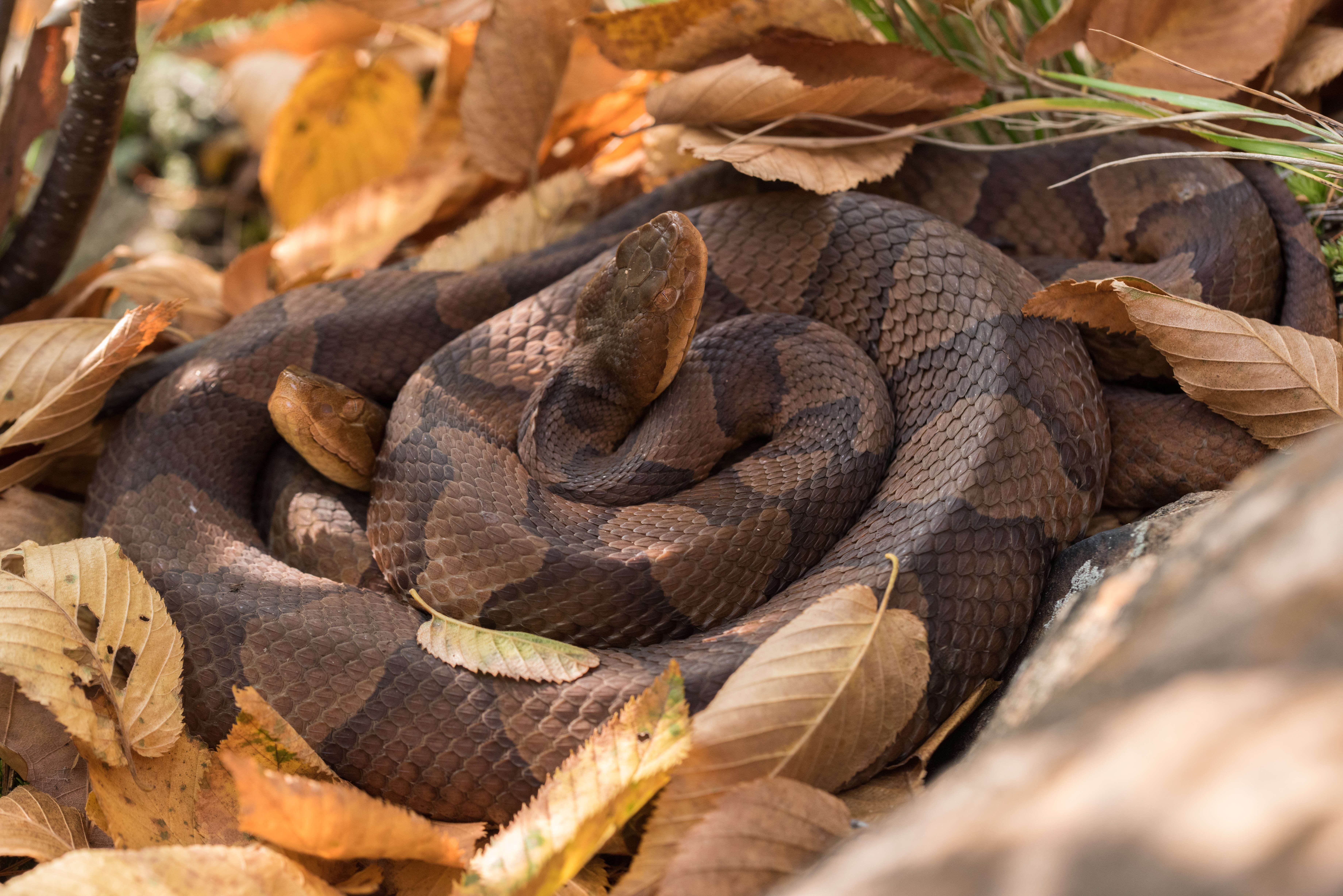 Image of Copperhead