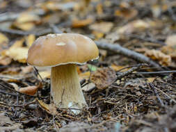 Image of Boletus