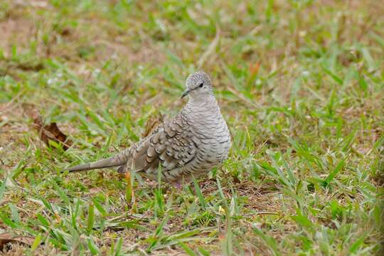 Image of Scaled Dove