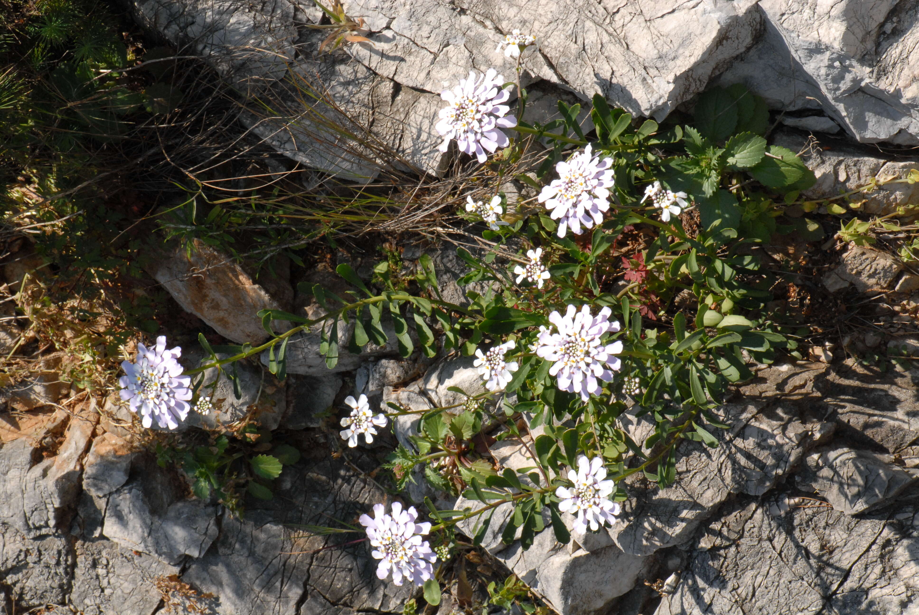 Imagem de Iberis gibraltarica L.