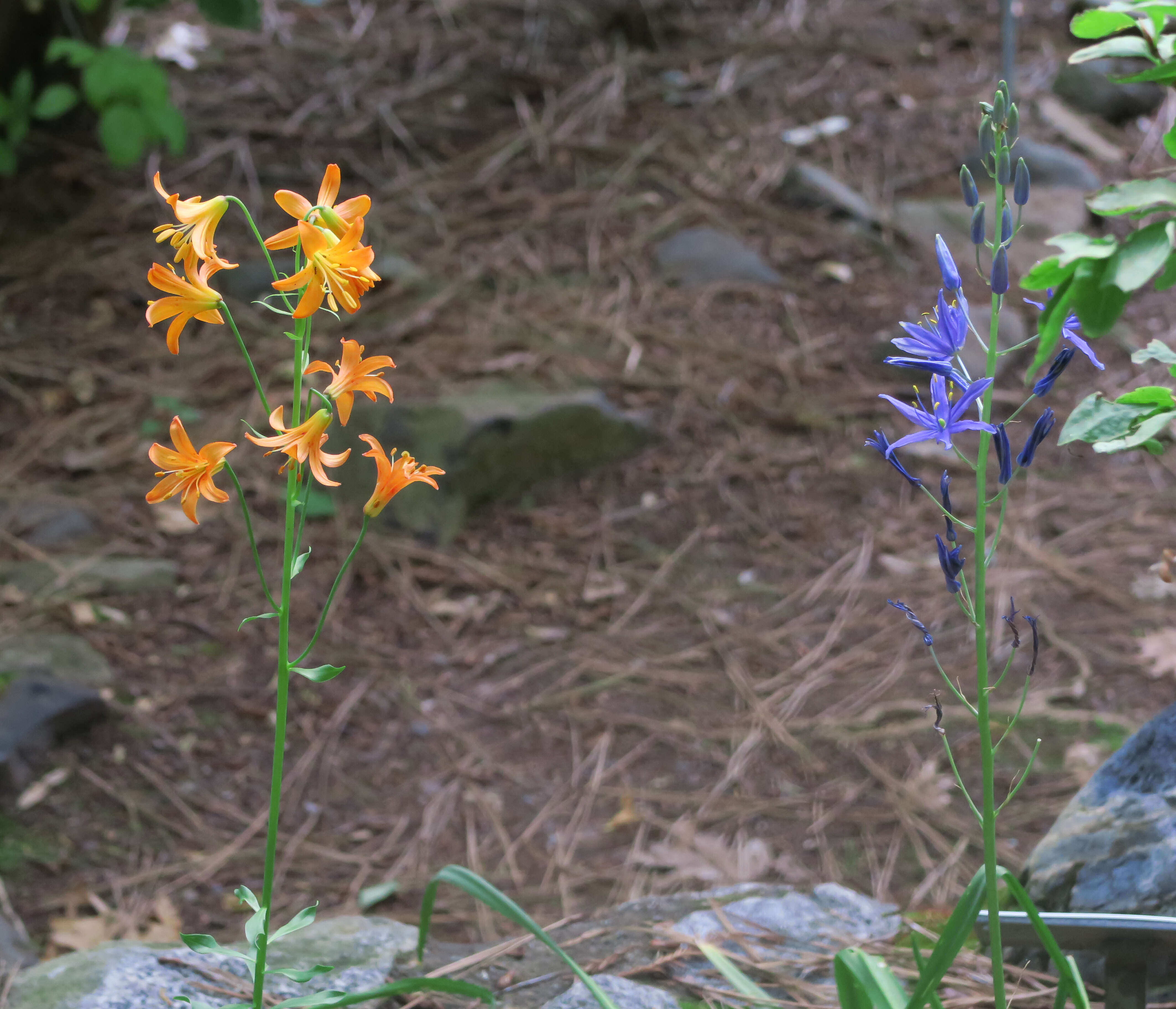 Lilium parvum Kellogg resmi