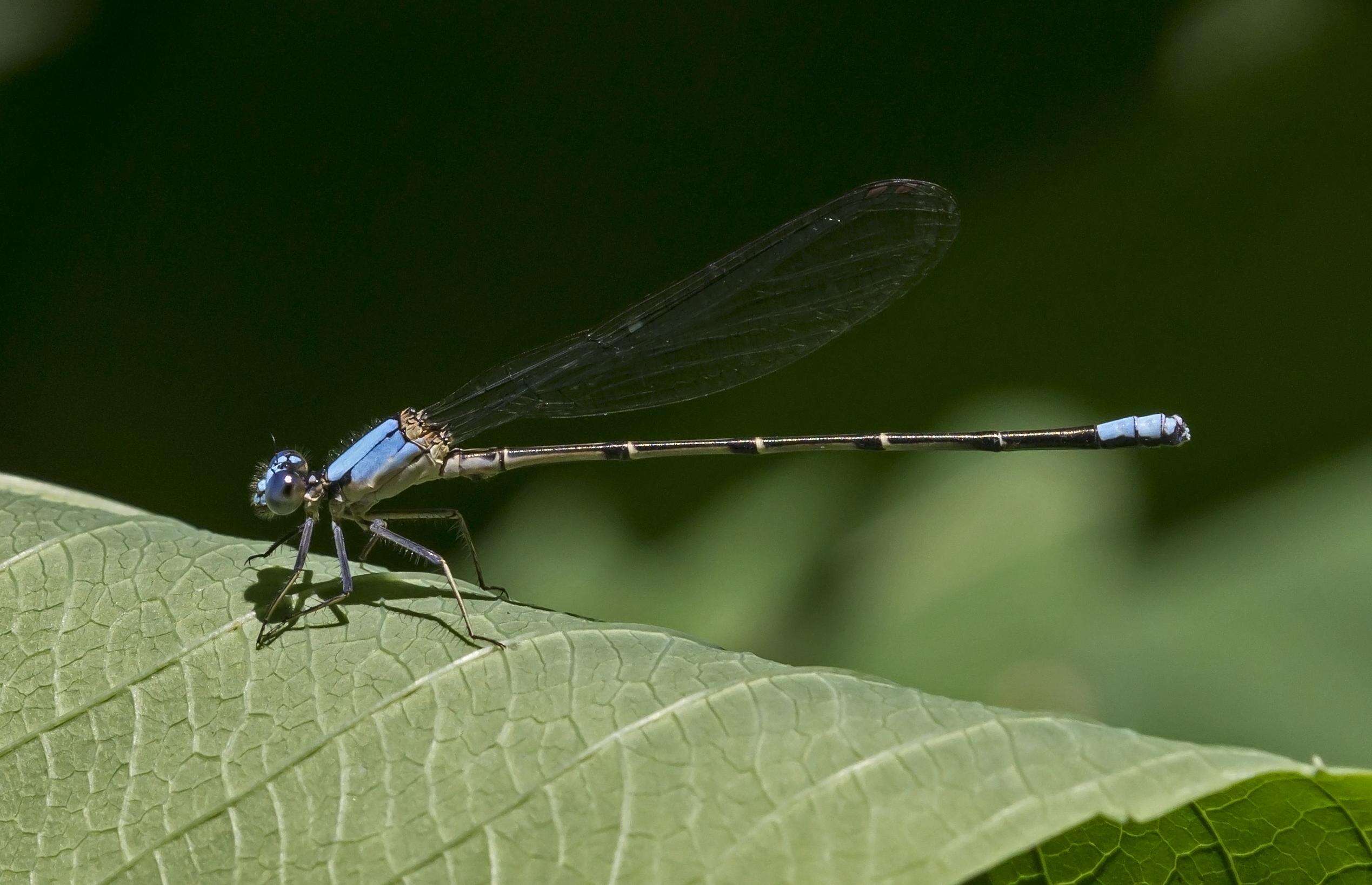 Image of Blue-fronted Dancer