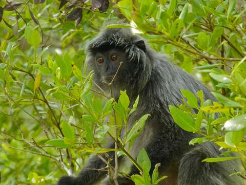 Image of Silvered Langur