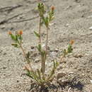 Image of variegated-bract blazingstar