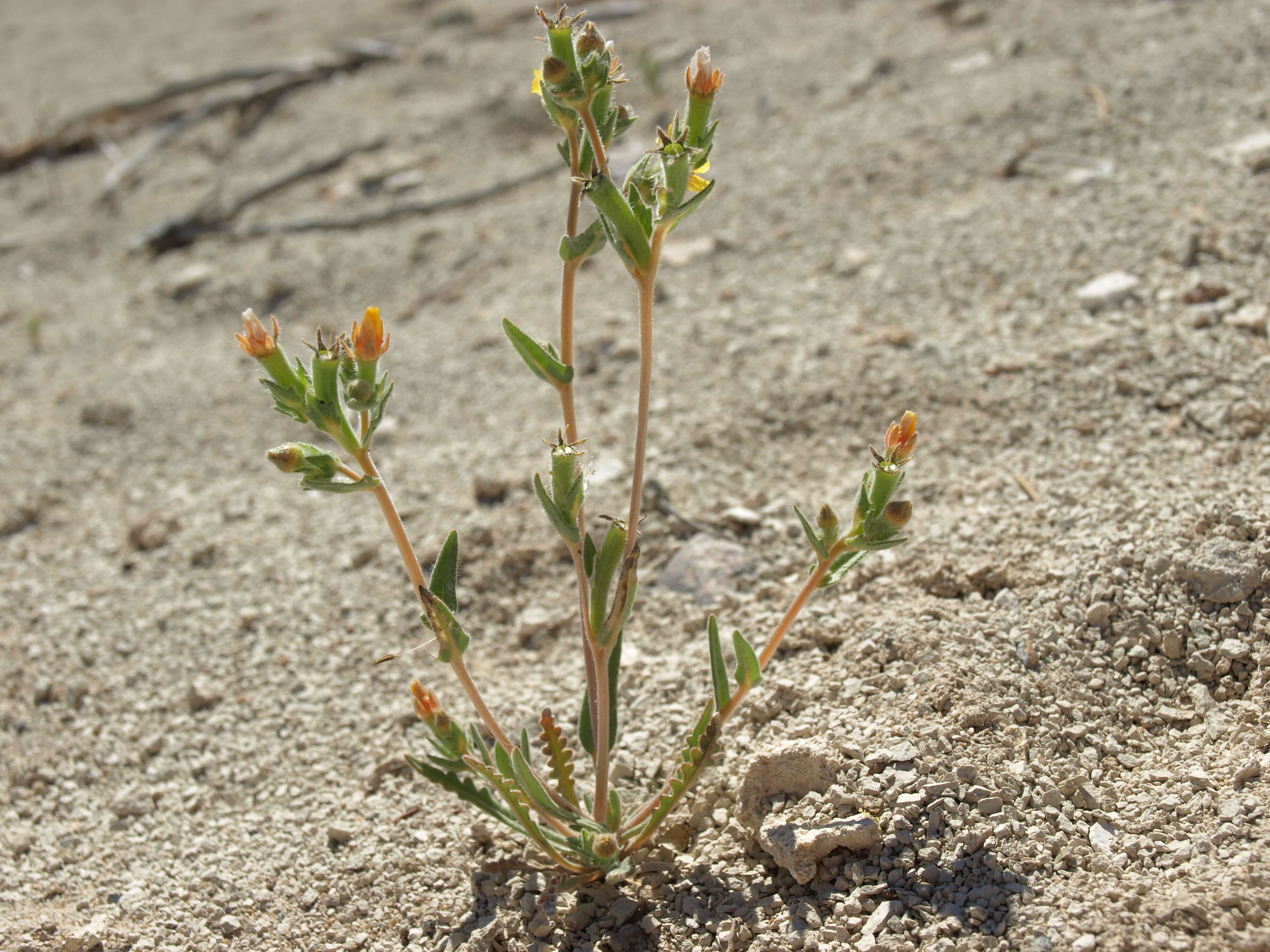 Image of variegated-bract blazingstar