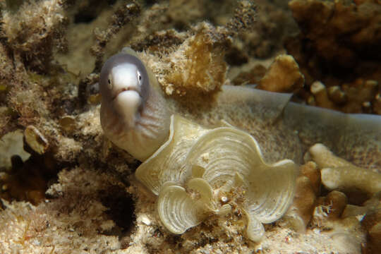 Image of Greyface moray