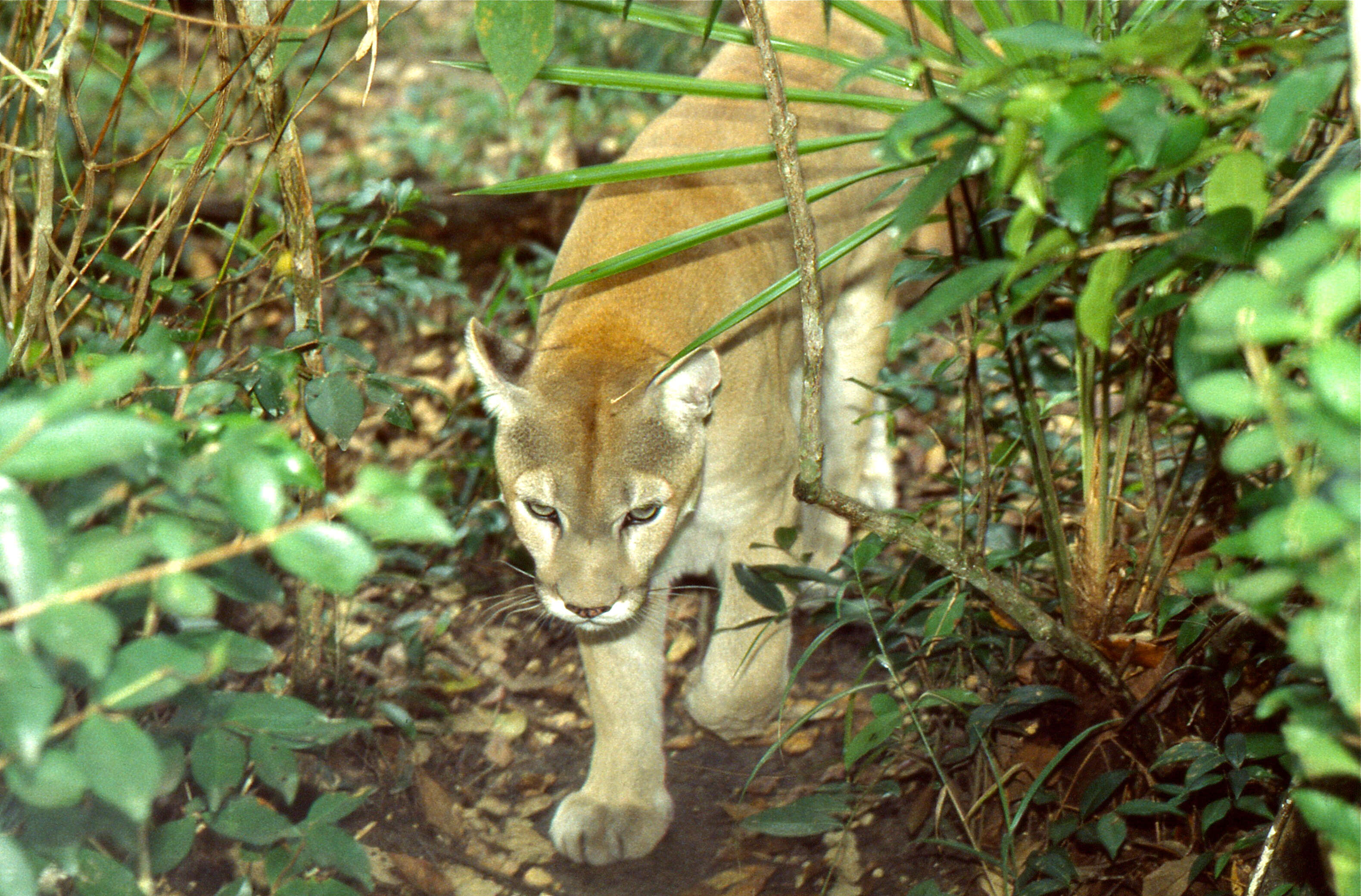 Image of Florida panther