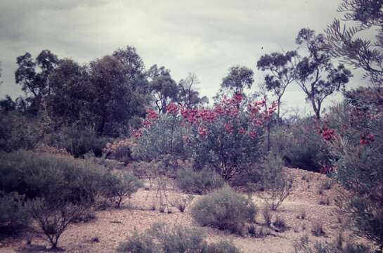 Imagem de Grevillea decora subsp. decora