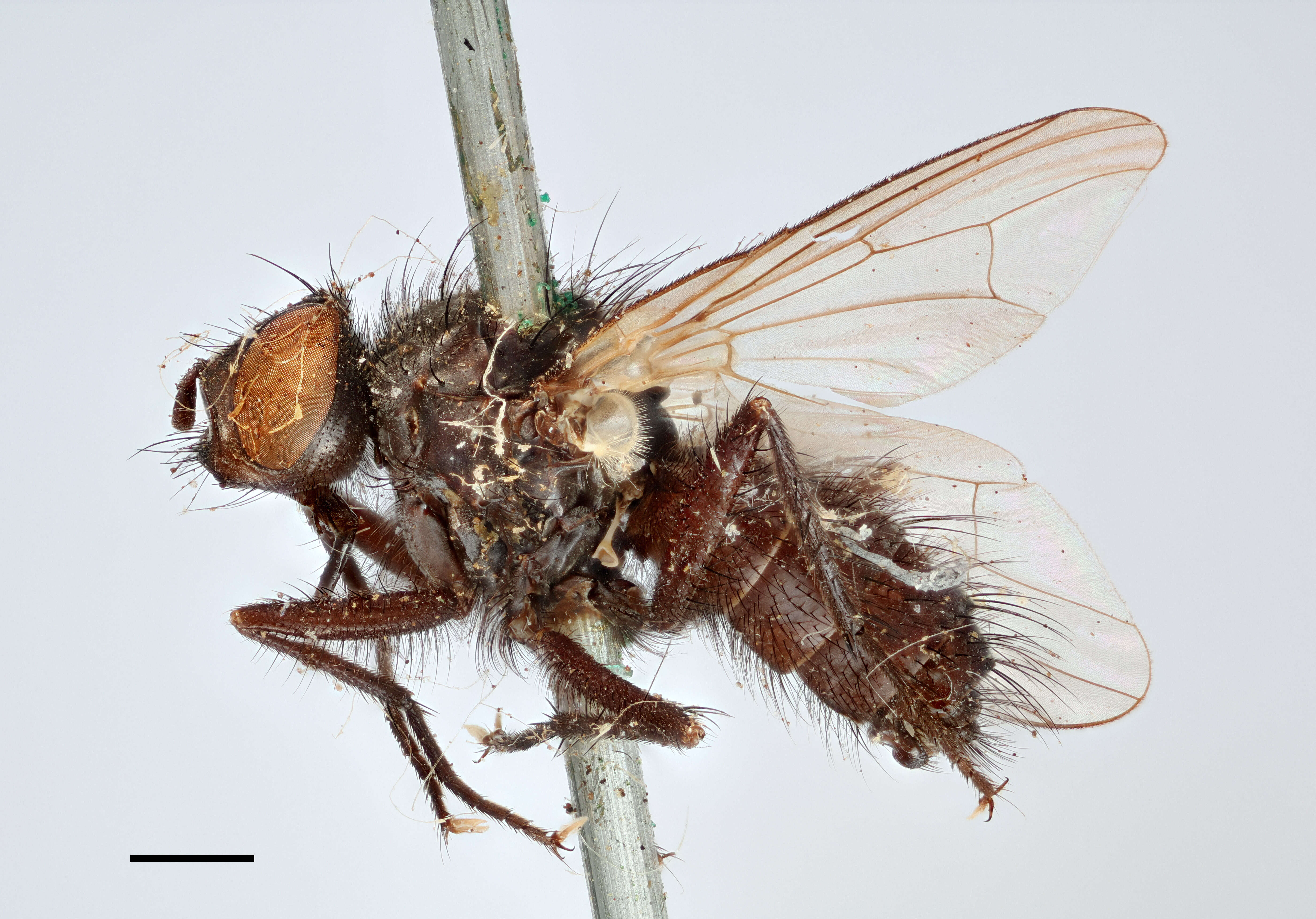 Image of root-maggot flies