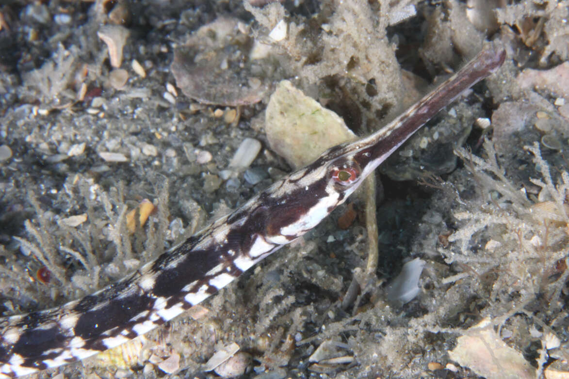 Image of seaweed pipefish