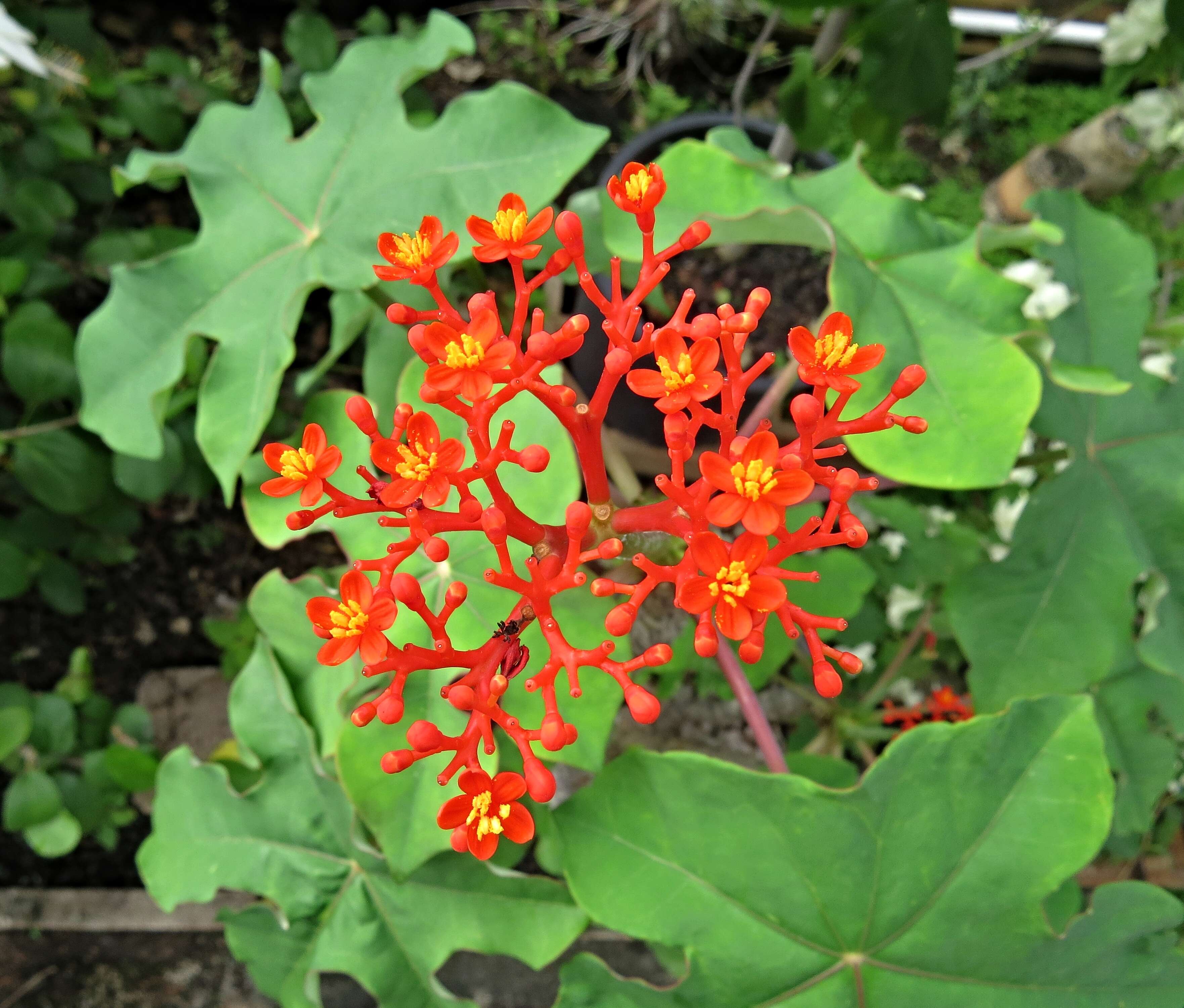 Image de Jatropha