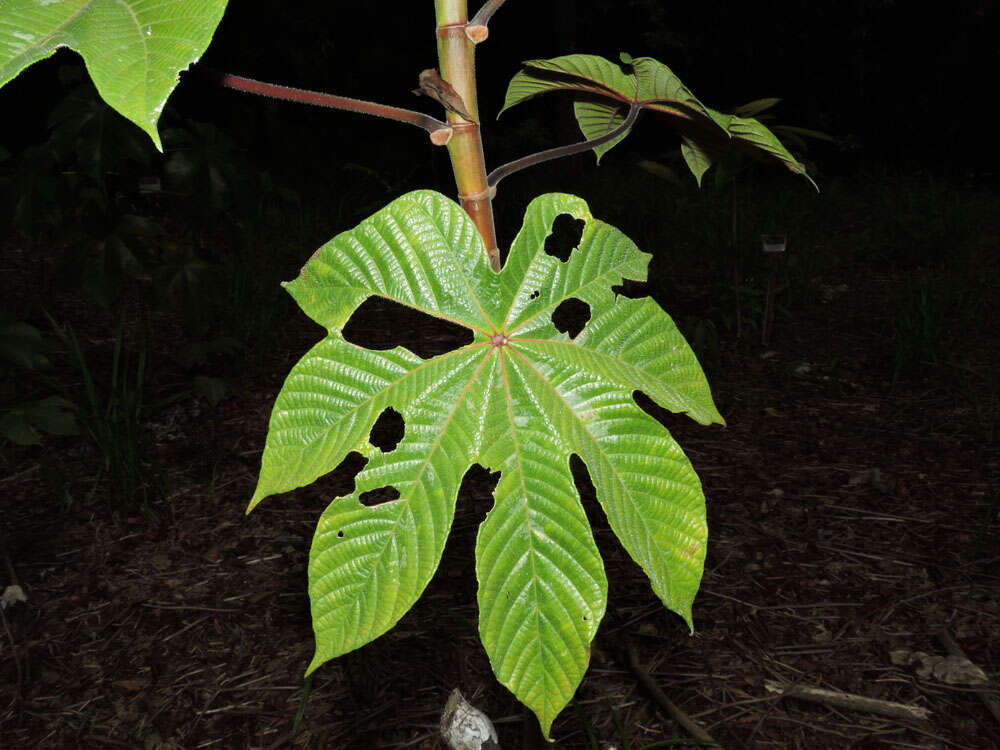 Cecropia obtusifolia Bertol.的圖片