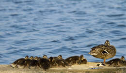 Image of Common Mallard