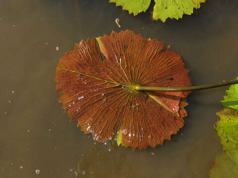 Image of Dotleaf waterlily