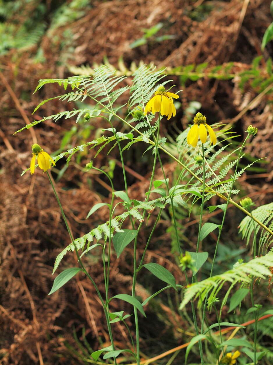 Image of coneflower