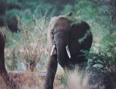 Image of <i>Loxodonta africana cyclotis</i> (Matschie 1900)