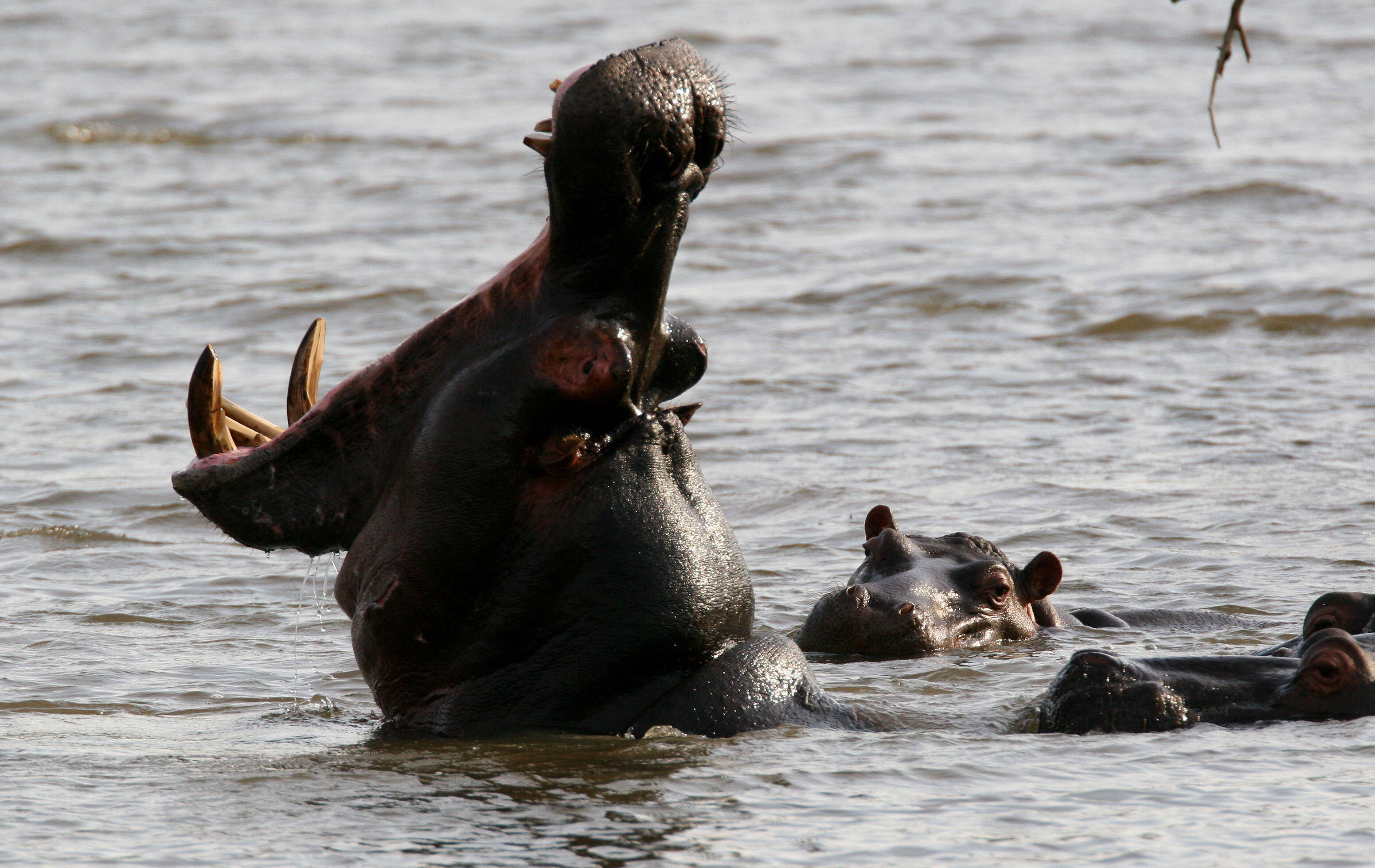 Hippopotamus Linnaeus 1758 resmi