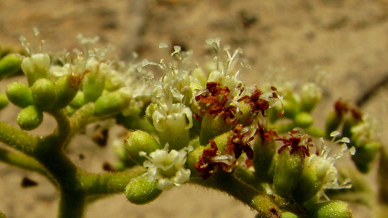 Plancia ëd Cordia restingae M. Stapf