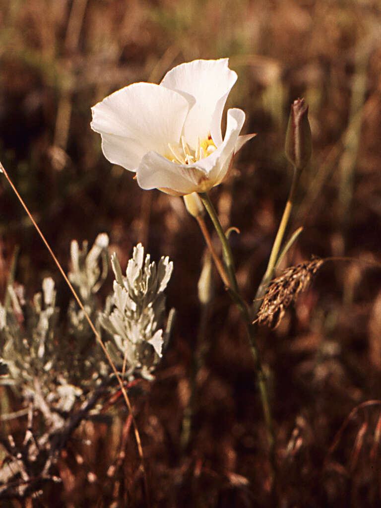 Image of mariposa lily