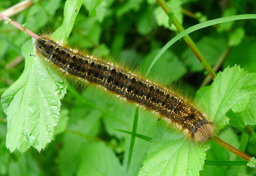 Слика од Euthrix potatoria Linnaeus 1758