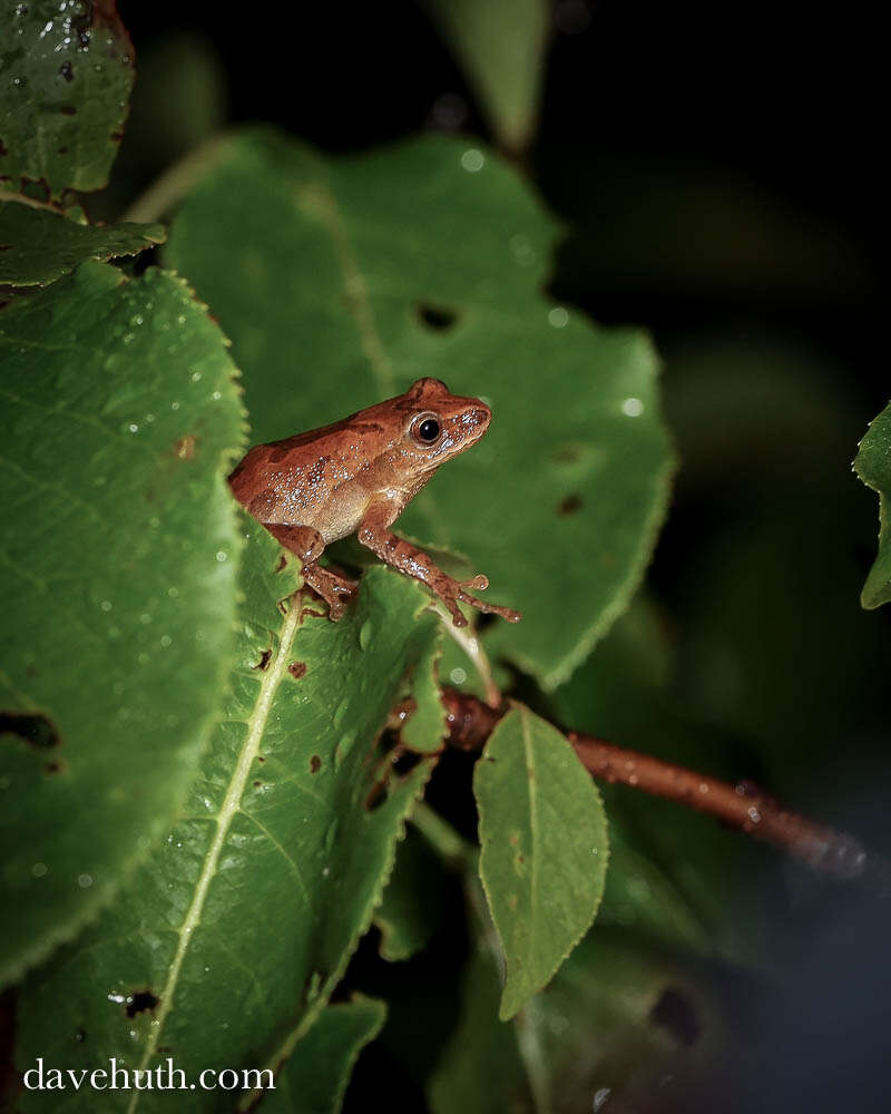 Image of Spring Peeper