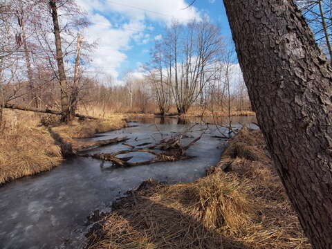 Image of European alder