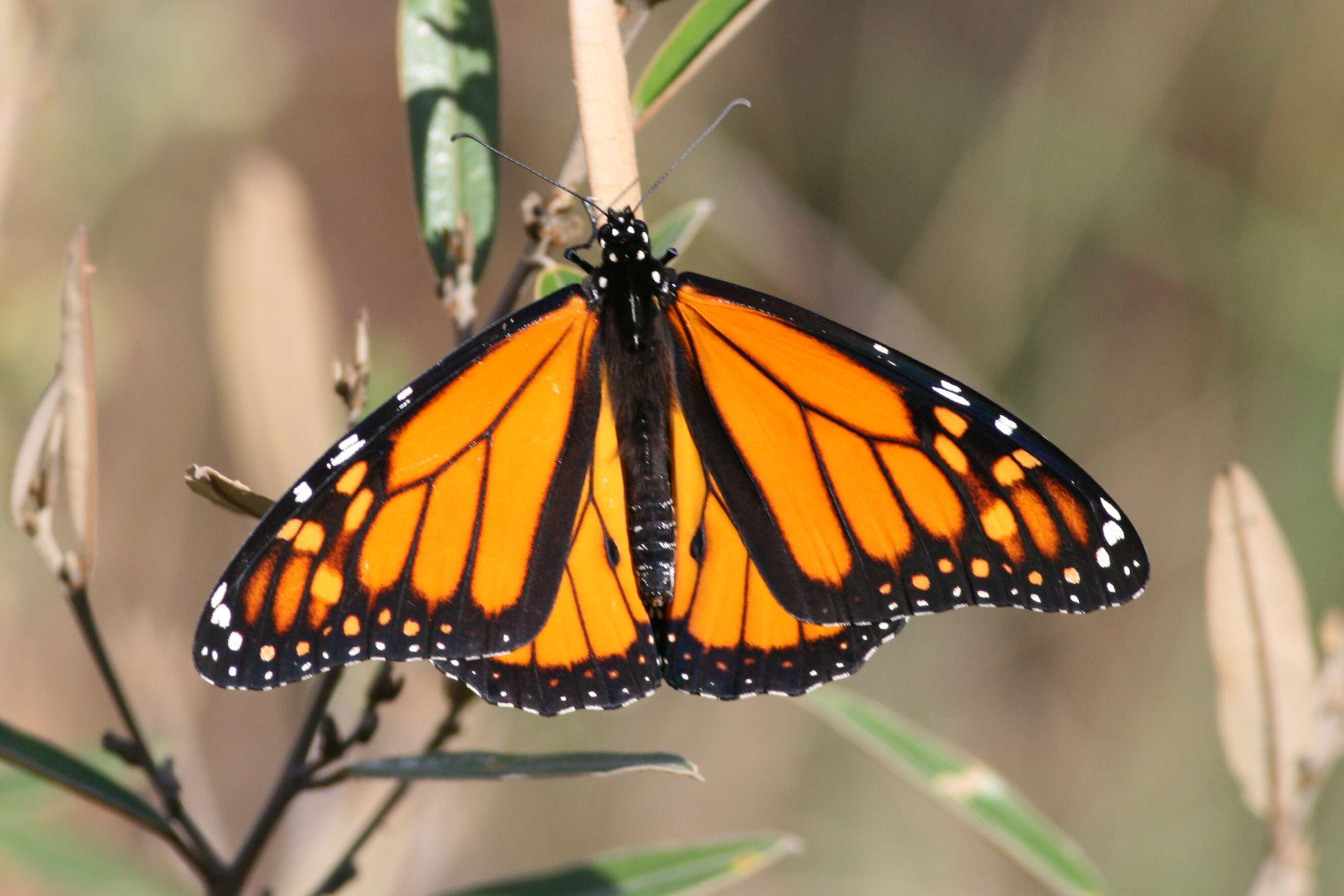 Image of Monarch Butterfly