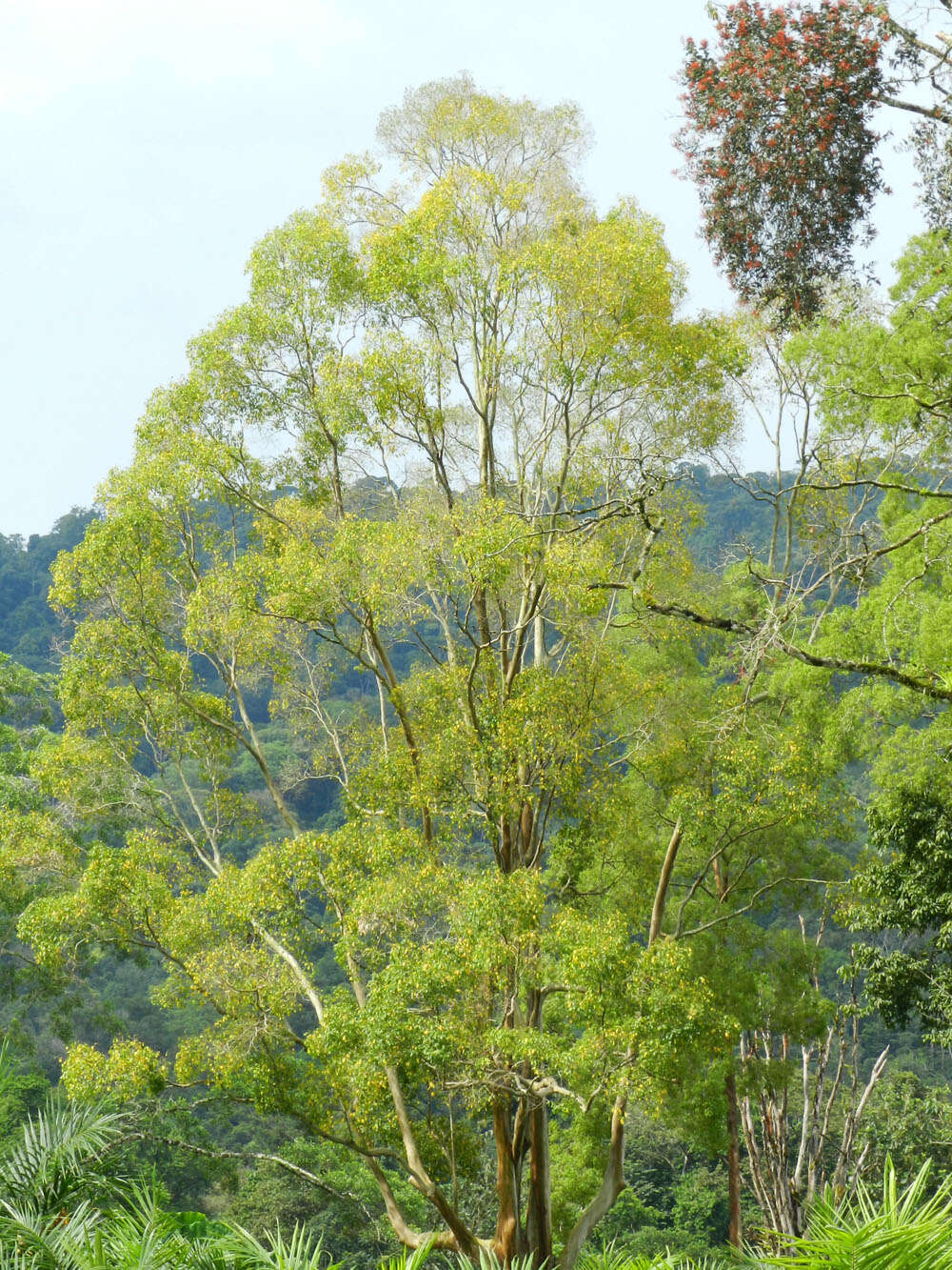 Image of Peruvian almond