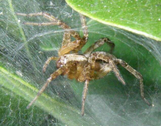 Image of funnel weavers