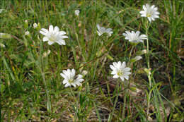 Image of field chickweed