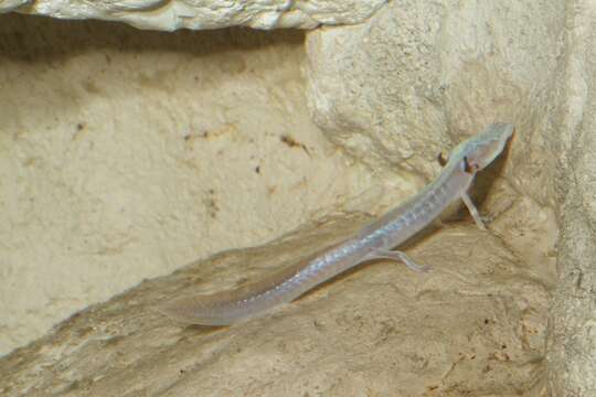 Image of Texas Blind Salamander