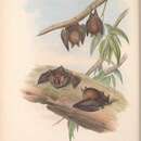 Imagem de Rhinolophus megaphyllus Gray 1834
