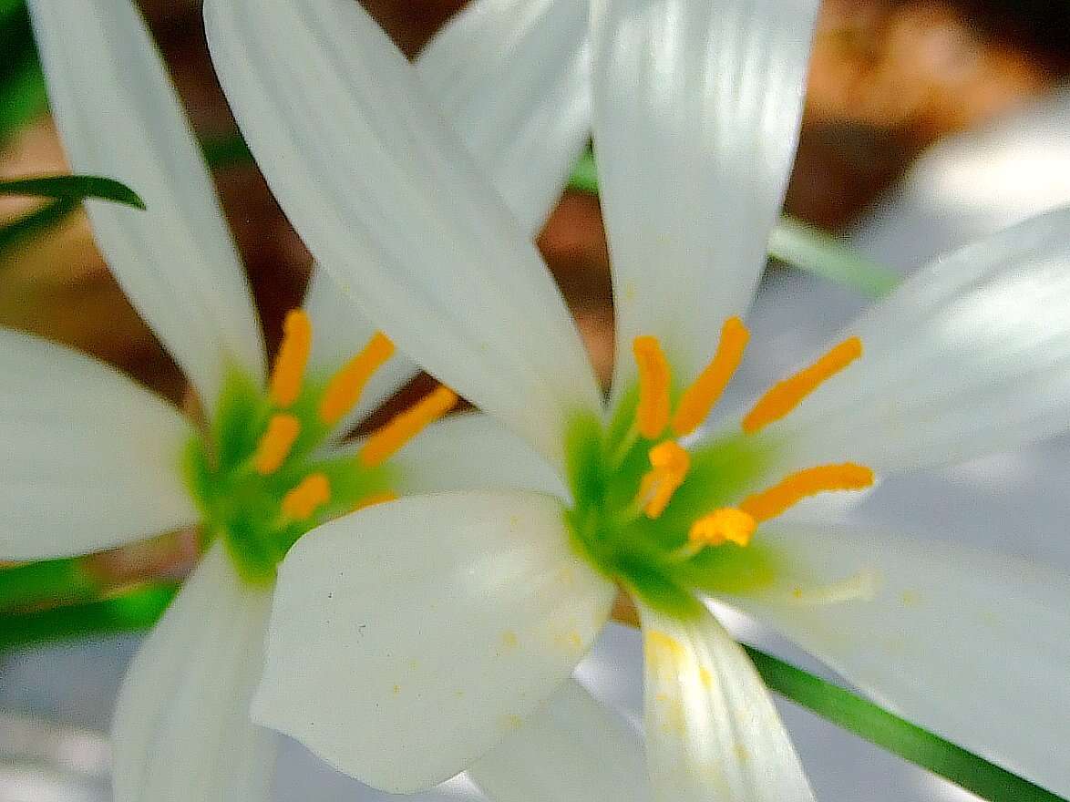 Zephyranthes candida (Lindl.) Herb. resmi