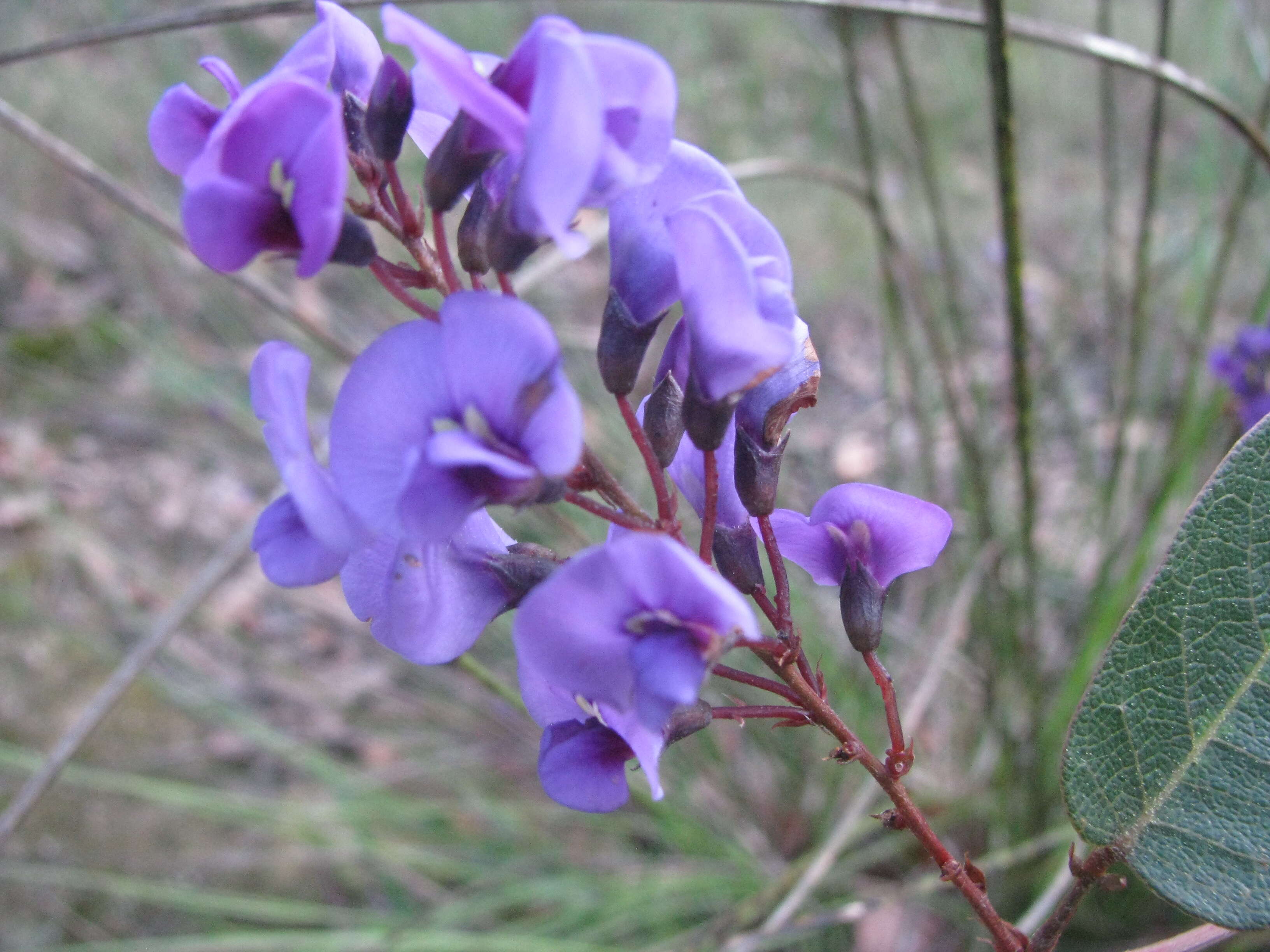 Image of coral-pea