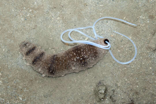 Image of Holothuria (Stauropora) fuscocinerea Jaeger 1833