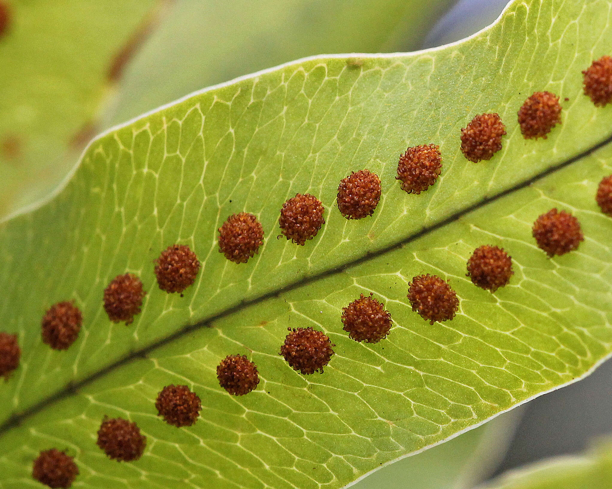 Image of golden polypody