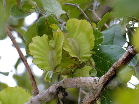 Imagem de Combretum zeyheri Sond.