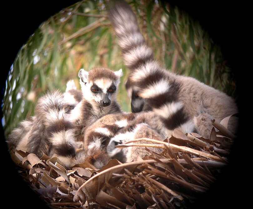 Image of Lemur Linnaeus 1758