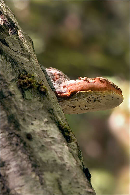 Image of Fomitopsis