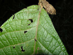 Image of Dichapetalum hammelii G. T. Prance