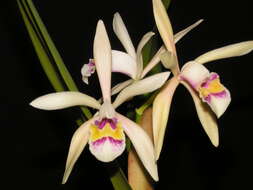 Imagem de Cattleya iricolor Rchb. fil.