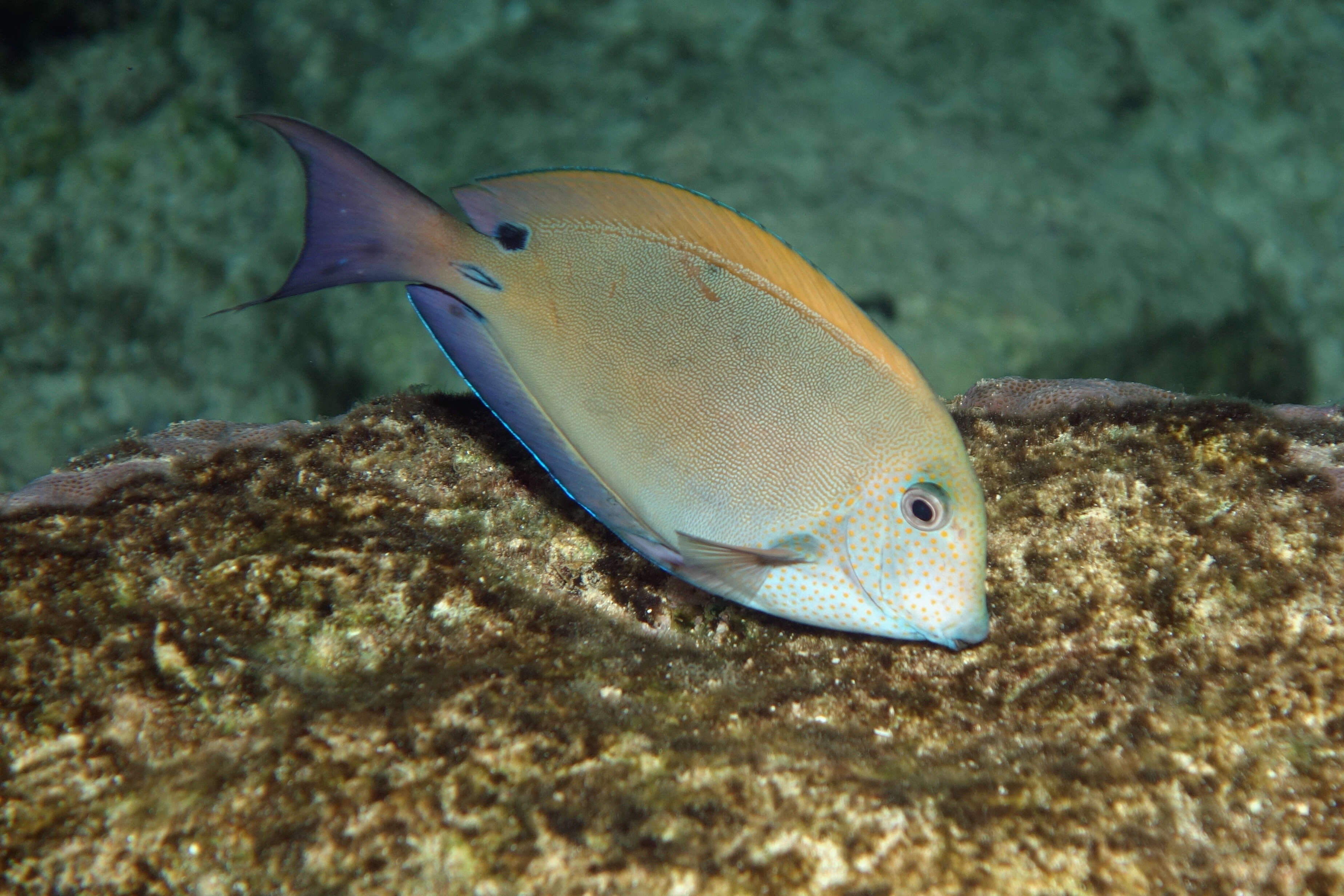 Image of Blackspot Surgeonfish