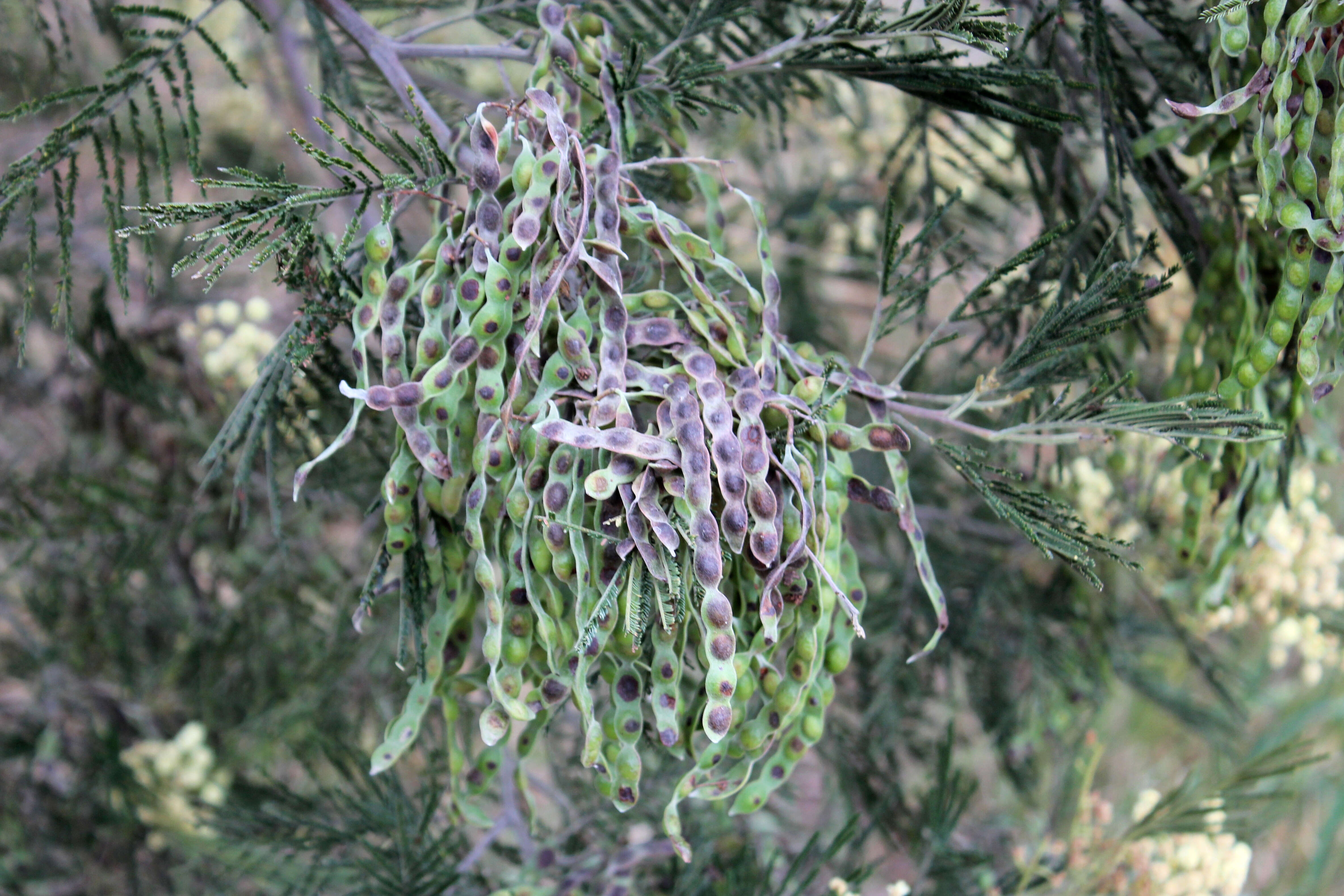 Image of green wattle