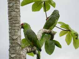 Imagem de Amazona autumnalis (Linnaeus 1758)